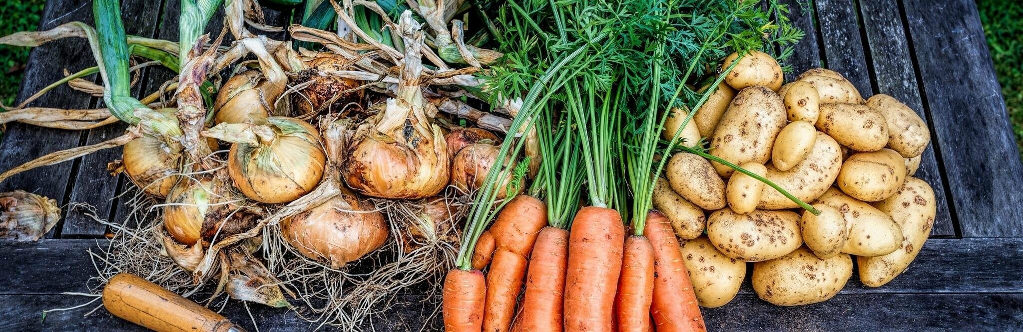 На Камчатке пострадавших дачников обеспечат картофелем и морковью На Камчатке пострадавших дачников обеспечат картофелем и морковью